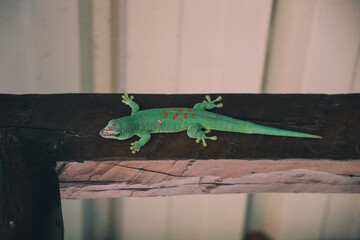 Emerald Gecko with Scarlet Freckles
