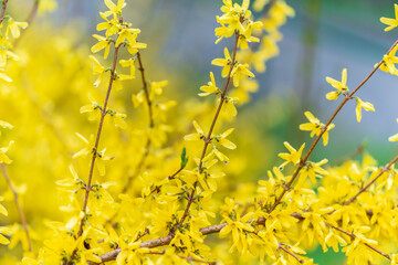 Forsythia with rain drops. Blooming forsythia bush. Yellow flower on a branch of forsythia.