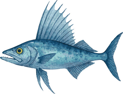 Vector watercolor illustration of a lancetfish