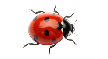 A bright red ladybug with black spots isolated on white isolated on transparent background