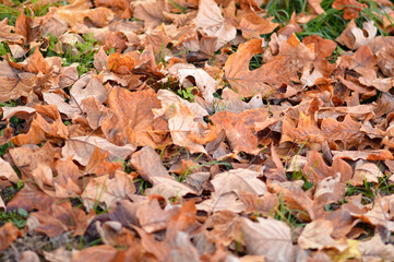 golden autumn leaves of tulip poplar tree