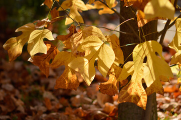 golden autumn leaves of tulip poplar tree