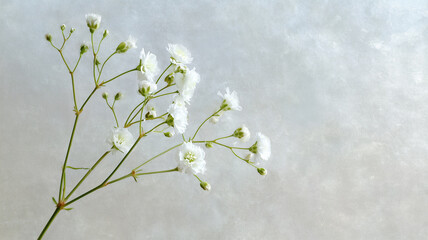 白いカスミソウの切り花