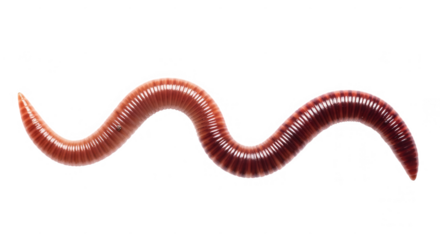 A segmented earthworm wriggles on a transparent background