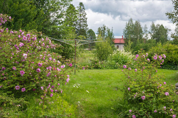 flowers in the garden, Finland