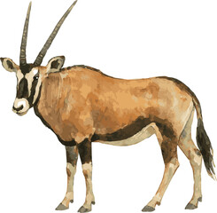Vector watercolor realistic illustration of an oryx © Mantella