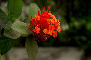 Tropical milkweed flower and its orange colors and its orange colors. Green leaf with dust
