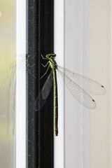 Close-up of a dragonfly
Finland
