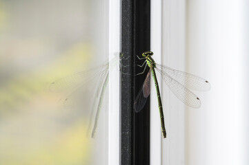 Close-up of a dragonfly
Finland