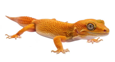 An orange gecko lizard isolated on transparent background