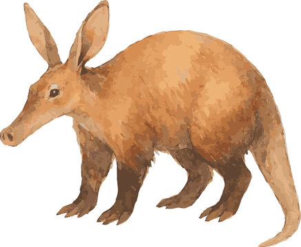 Vector watercolor realistic illustration of an aadvark
