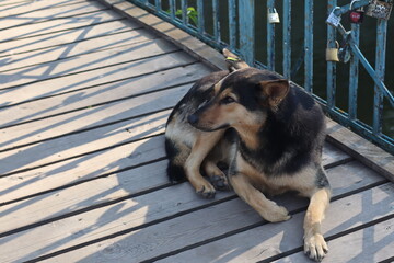 Dog resting on a wooden bridge by the water in a sunny setting during the afternoon