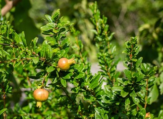 Pomegranate tree with ripe fruit and lush green leaves.
