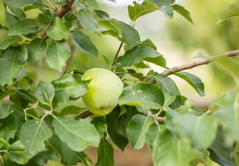 Green Orchard Fruit.