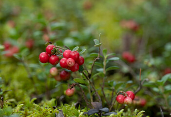 Red ripe lingonberry (cowberry) with leaves in the forest. Nature background.