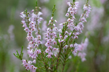 Close up of pink heather in a summer forest