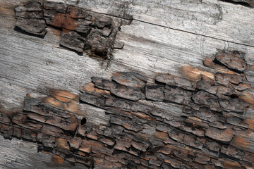 Pine tree bark texture background. Close up view.