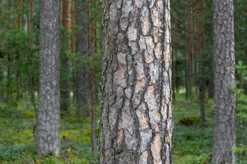 Woodland, Pine tree trunks in forest.