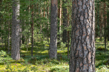 Obraz premium Woodland, Pine tree trunks in forest.