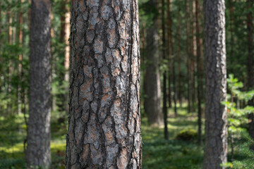 Woodland, Pine tree trunks in forest.