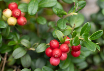 Obraz premium Red ripe lingonberry (cowberry) with leaves in the forest. Nature background.