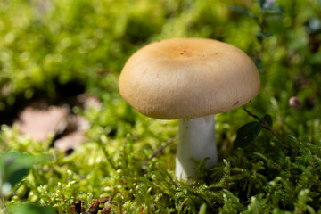 Edible mushroom growing in moss, in the forest on a sunny day. Yellow russula.