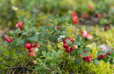 Red ripe lingonberry (cowberry) with leaves in the forest. Nature background.