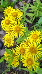 elecampane, a perennial herb with yellow flowers, a field plant, summer season