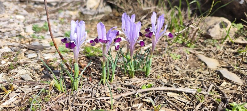 The flowering of wild irises is Kolpakovsky's iridodictium or reticulated iris. It is listed in the Red Book of Kazakhstan. Baydibek district, Syrdarya-Turkestan Park.