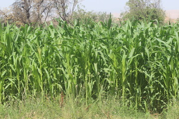 green corn field