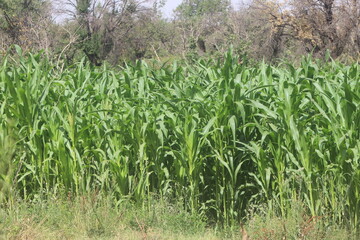 green corn field