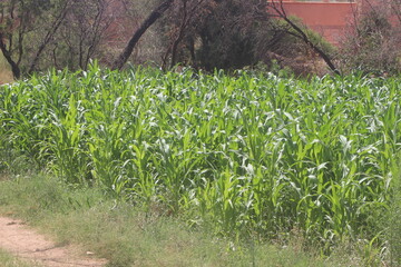green corn field