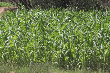 green corn field