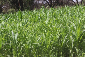green corn field