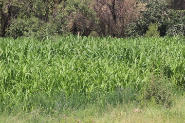 green corn field