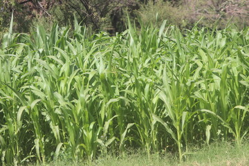 Obraz premium green corn field