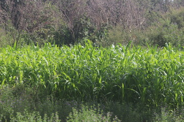 green corn field