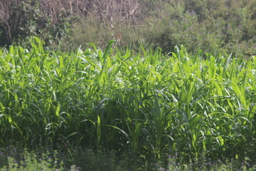 green corn field