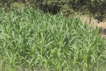 green corn field