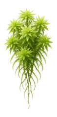 Sphagnum fallax with light green, star-shaped clusters and fine, thread-like stems
