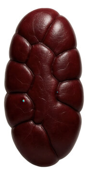 Cow kidney with lobulated structure and dark red appearance