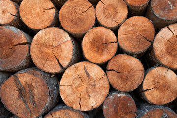 Closeup of logs of trees in nature. a lot of cutted logs.
