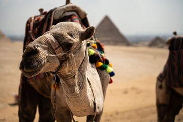 Naklejka premium Decorated camel at the Giza pyramids