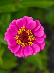 Vibrant pink zinnia flower with yellow stamens, captured in macro with shallow depth of field and...