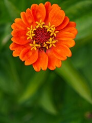orange dahlia flower