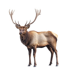 Majestic Elk Bull with Large Antlers on Black Background, isolated on a transparent background