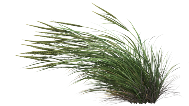 plants transparent   background 