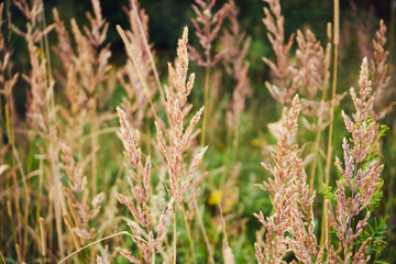 Kłosówka wełnista, Holcus lanatus L.,trawa,łąka,pole