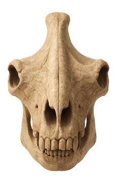 Paraceratherium skull with elongated nasal bones and massive jaw