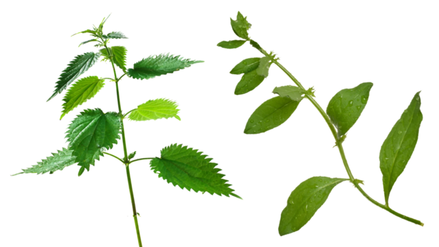 plants transparent   background 